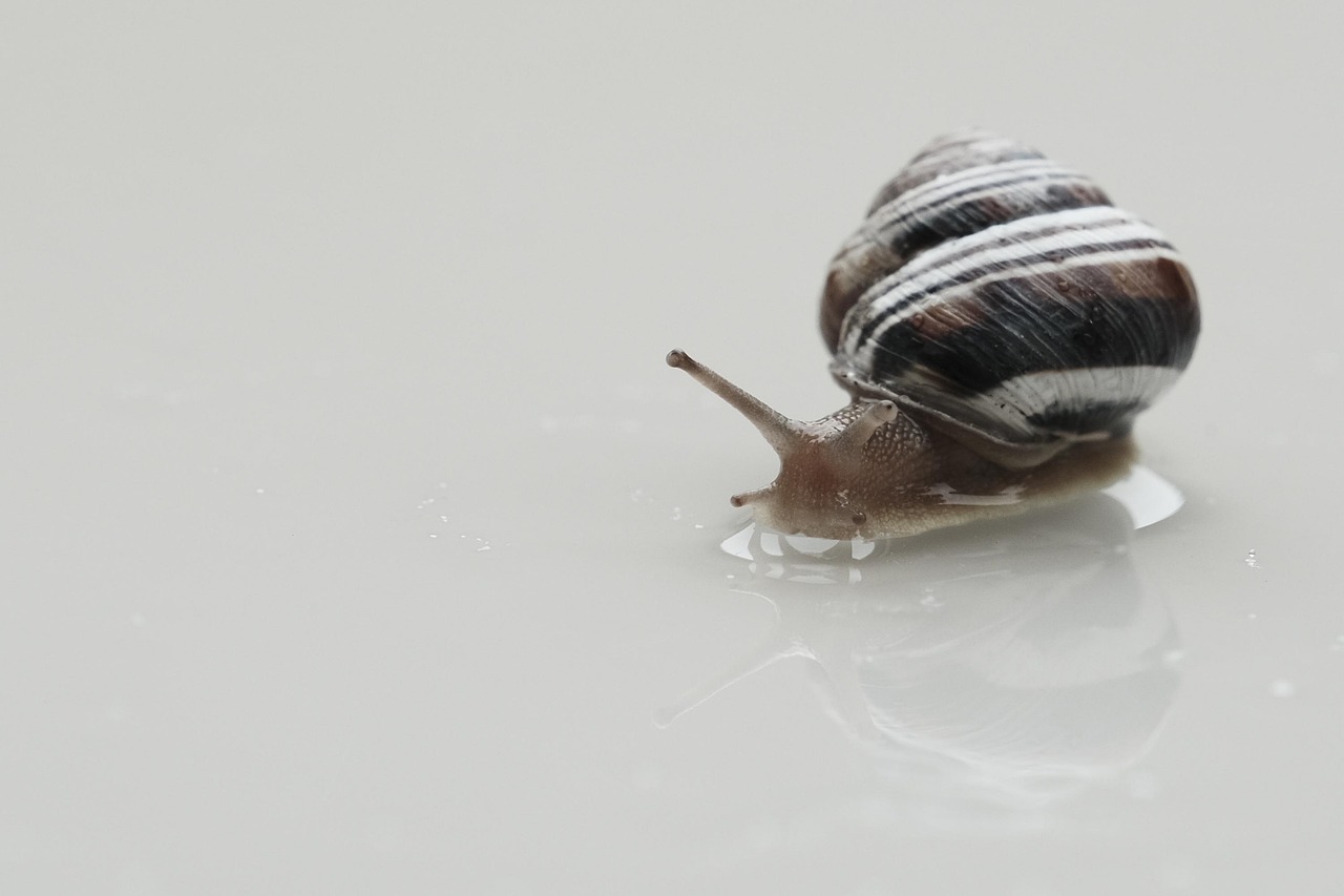 Snail Rain Nature Free photo on Pixabay Pixabay