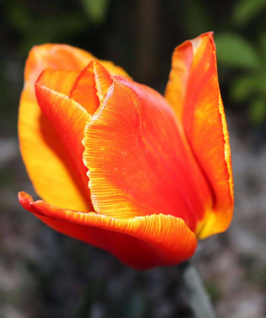 Tulip Flower Orange Free photo on Pixabay Pixabay