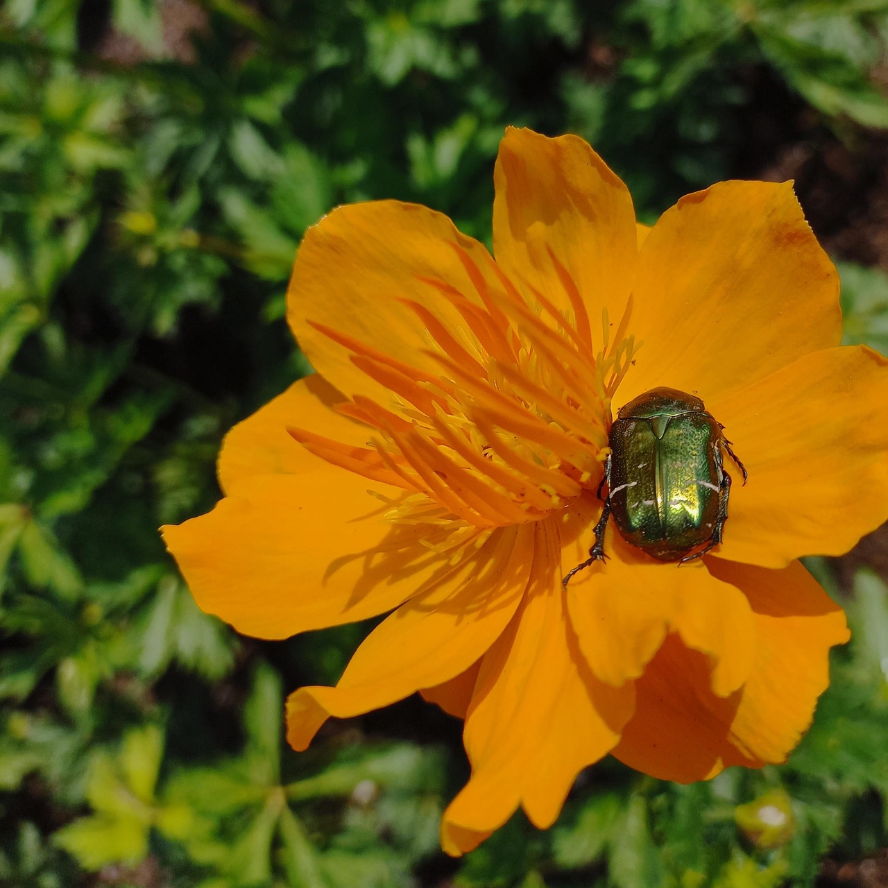 Flower Beetle Orange Free Photo On Pixabay Pixabay flower-beetle-orange-free-photo-on-pixabay-pixabay