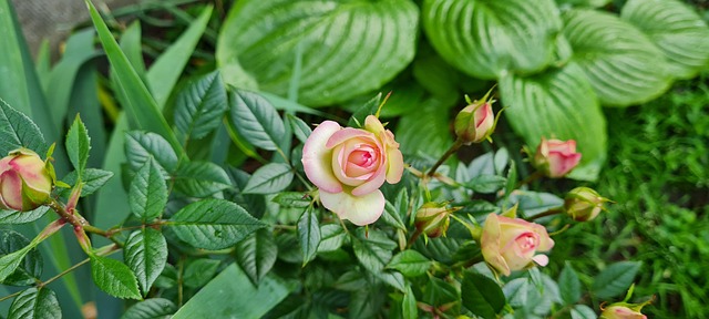 Free Garden Flowers photo and picture