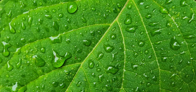 Free Spring Rain photo and picture