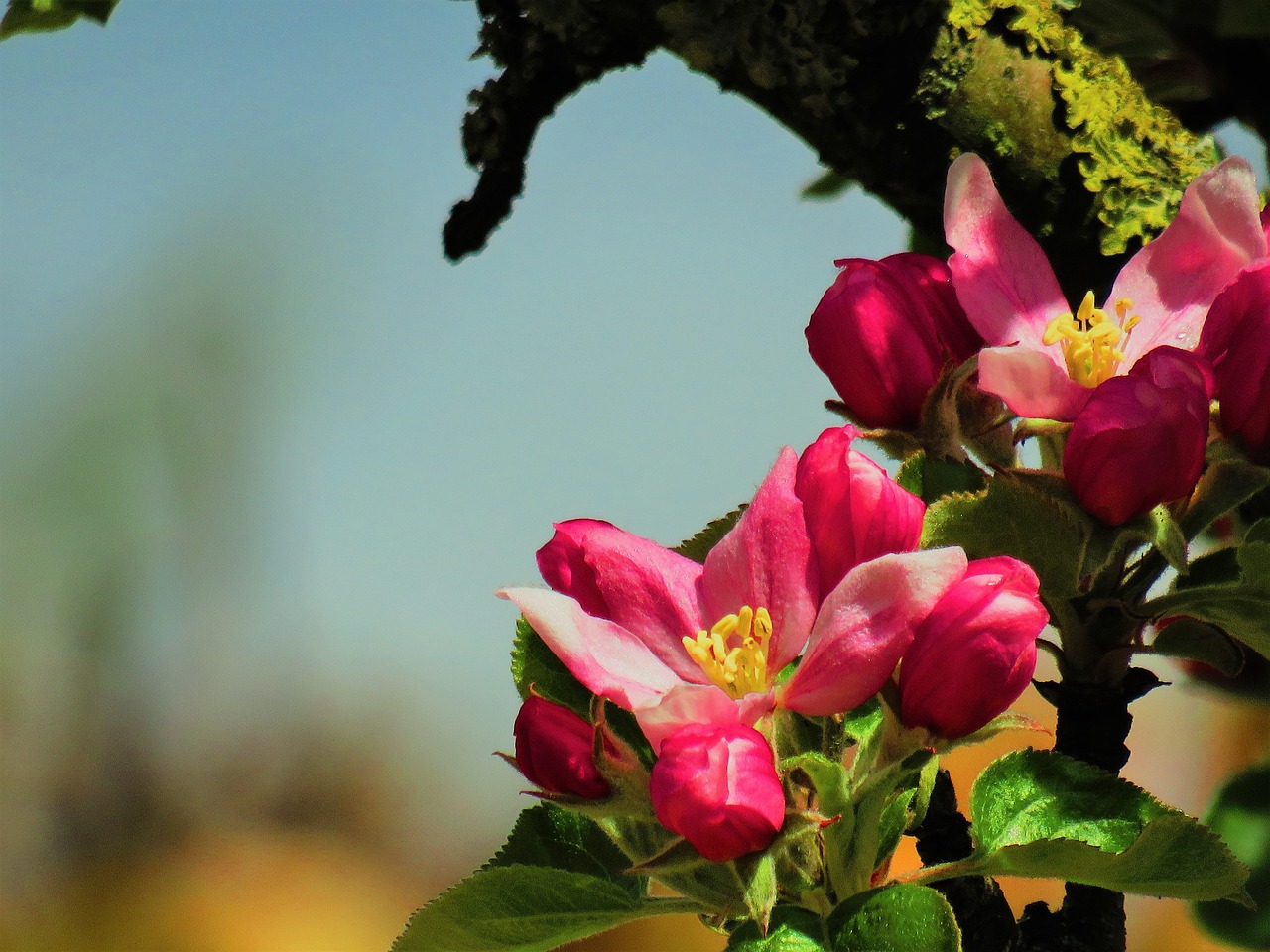 Cherry Blossoms Tree Flowers Free photo on Pixabay Pixabay