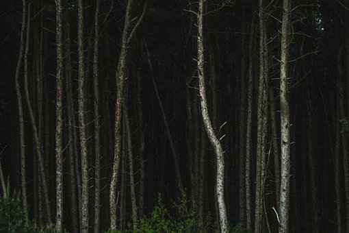 Free Forest Trees photo and picture
