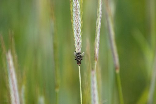 Free Fly Grain photo and picture