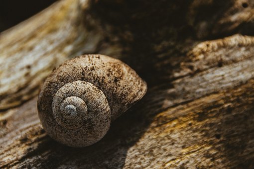 Free Snail Nature photo and picture
