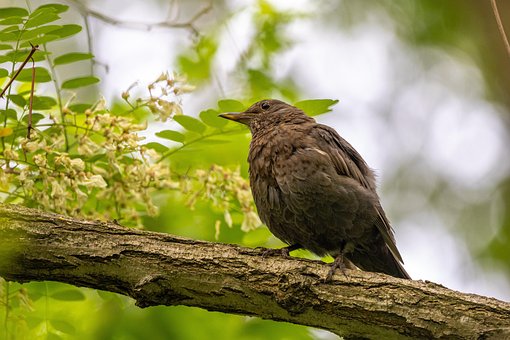 Free Bird Branch photo and picture