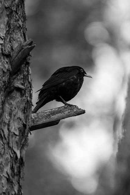 Free Bird Branch photo and picture