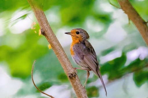 Free Robin Bird photo and picture
