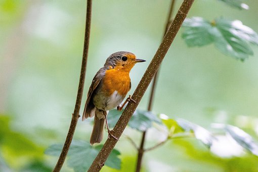 Free Robin Bird photo and picture
