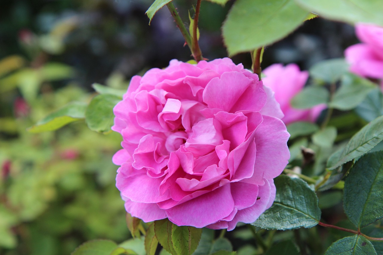 Fleur Roe Rose Fleur - Photo gratuite sur Pixabay - Pixabay