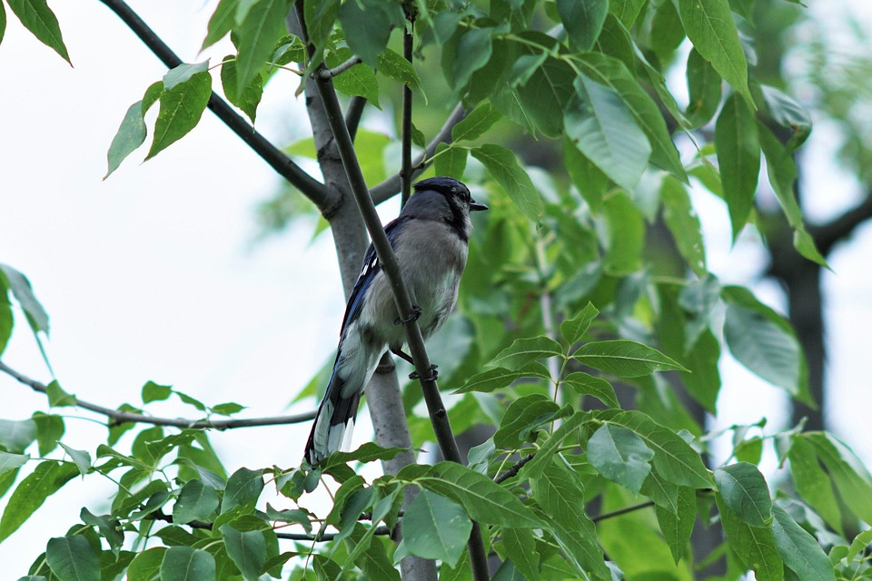 Blue Jay Bird Watching Free photo on Pixabay