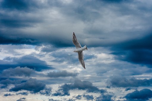 Möwe, Himmel, Wolken, Fliegend, Vogel