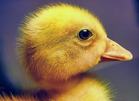 Free Duckling Duck photo and picture