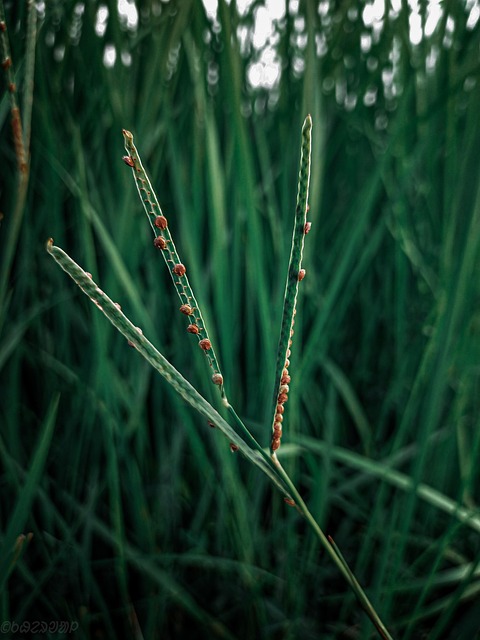 Dallisgrass, Gras, Pflanze, Flora, Wiese