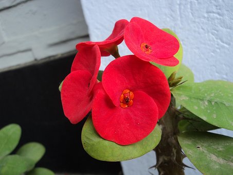Free Flower Red photo and picture