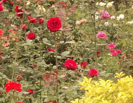 Free Roses Rose Garden photo and picture