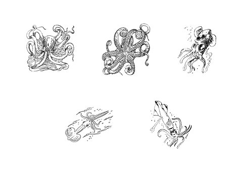 Caracatiță, Calamar, Peşte, Tentacul