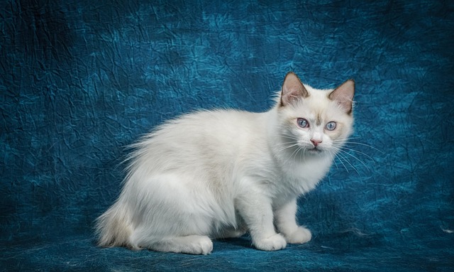 Gato, Muñeca Gato