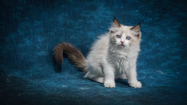 Ragdoll, Gato, Gatito, Mascota