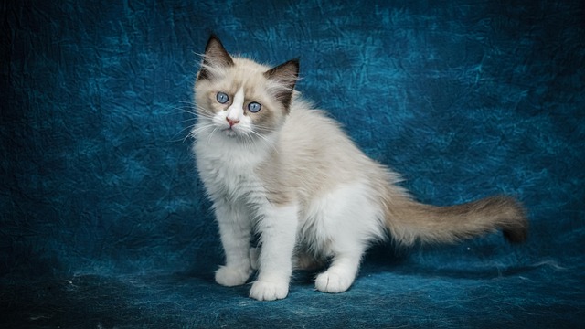 Ragdoll, Gato, Gatito, Mascota