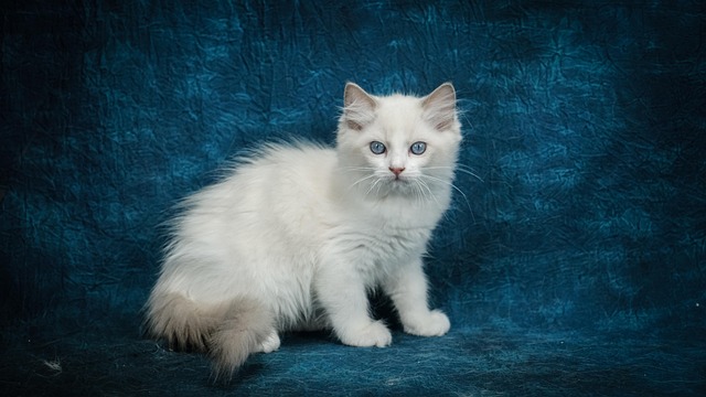Ragdoll, Gato, Gatito, Mascota