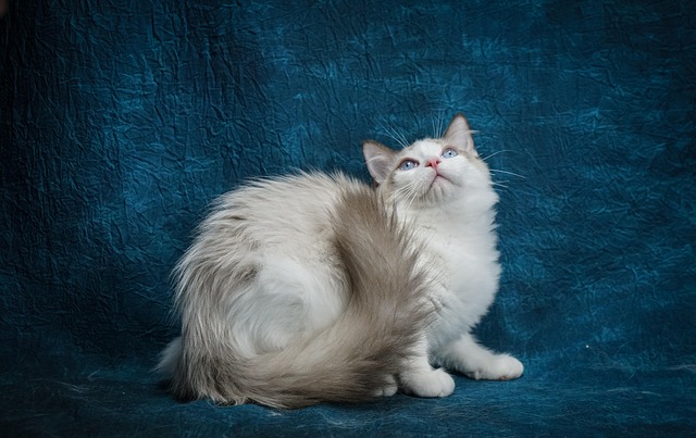 Ragdoll, Gato, Gatito, Mascota