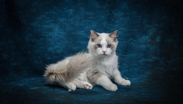 Ragdoll, Gato, Gatito, Mascota