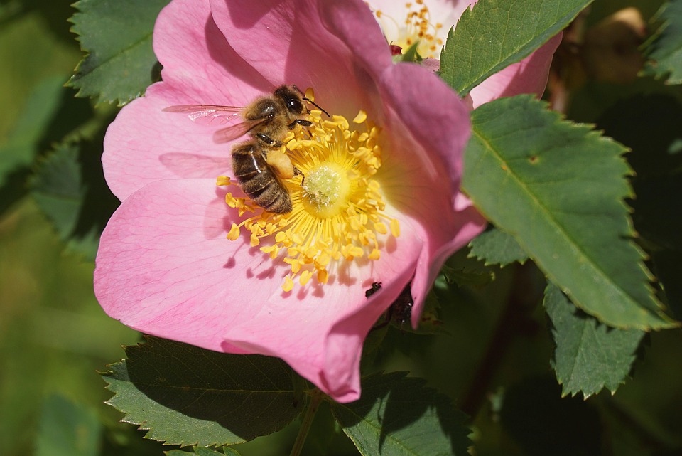 Bee Eating Roses Bee Cereal Rose Flower Wild - Free photo on Pixabay - Pixabay