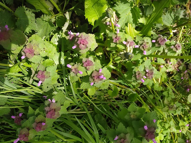 Free Dog Trot Glechoma Hederacea photo and picture