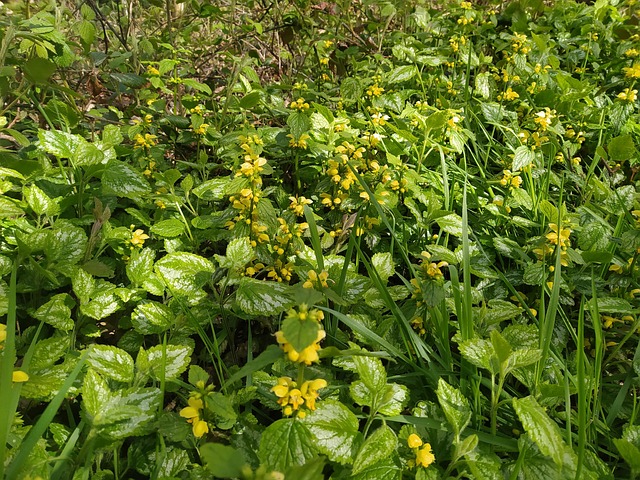 Free Yellow Dead-Nettle Lamium Galeobdolon photo and picture