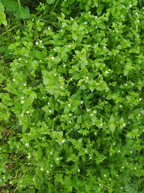 Free Chickweed Stellaria Media photo and picture