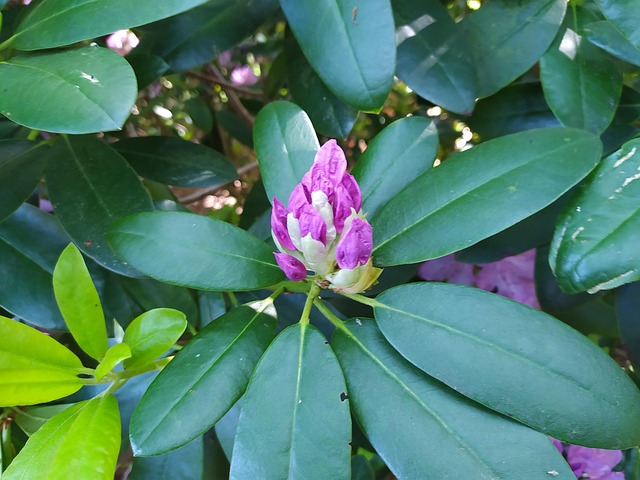 Free Rhododendron Knob photo and picture