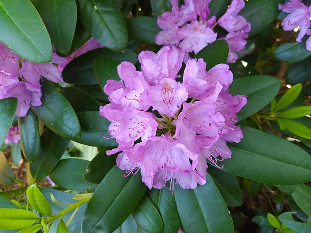 Free Rhododendron Purple photo and picture