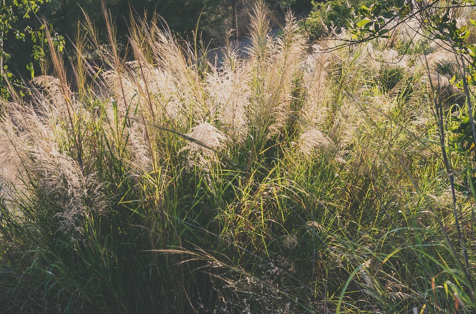 Flower Reeds Bloomnet Reeds Flower Landscape - Free photo on Pixabay - Pixabay