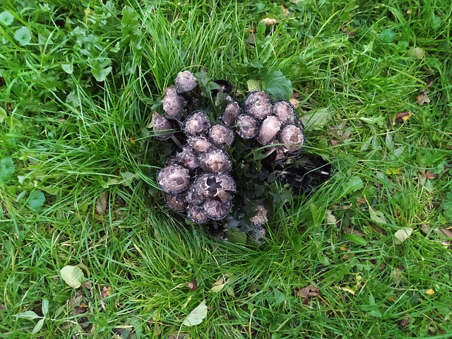 Free Scaly Ink Mushroom Coprinus Comatus photo and picture