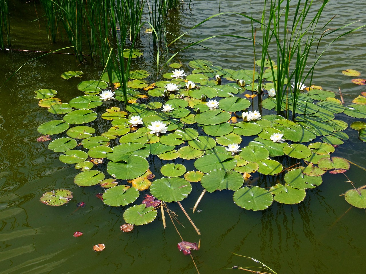 Image showcasing Water Lilies Lotus Waterlily - Free photo on Pixabay - Pixabay
