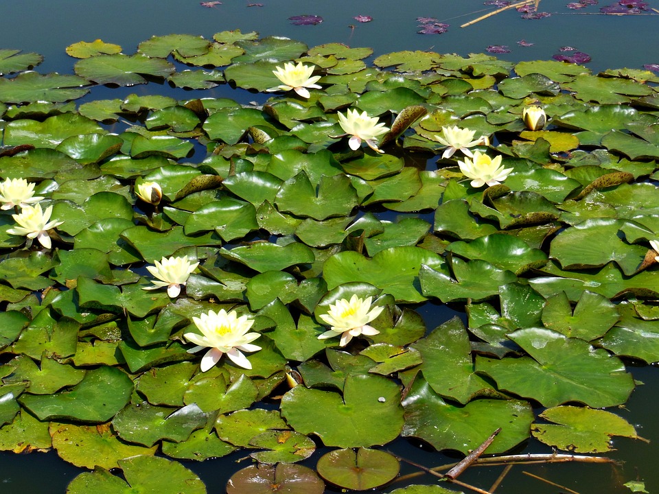 Water Lilies Lotus Waterlily - Free photo on Pixabay - Pixabay