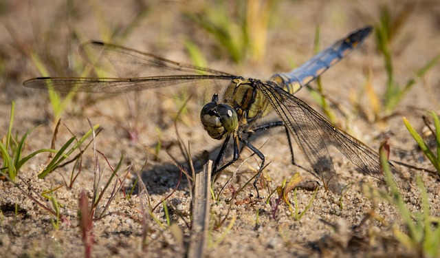 Sol Cu Insecte Libellule Insecte Sol - Photo gratuite sur Pixabay - Pixabay