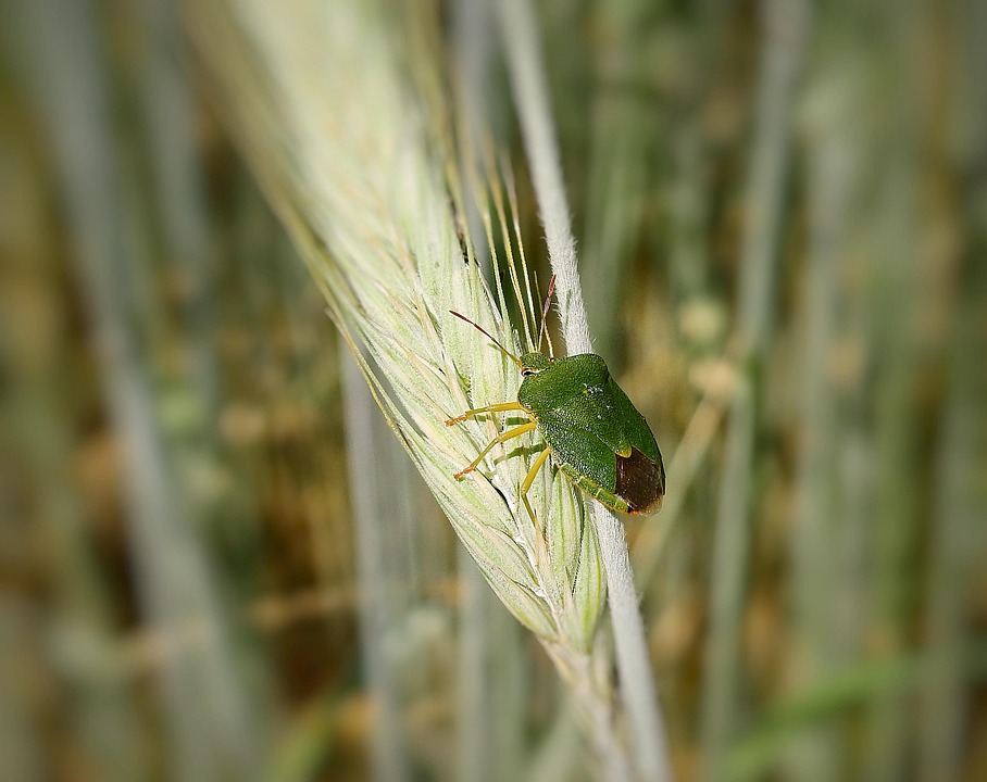 Feild Insect Field Cereal Insect - Free photo on Pixabay - Pixabay