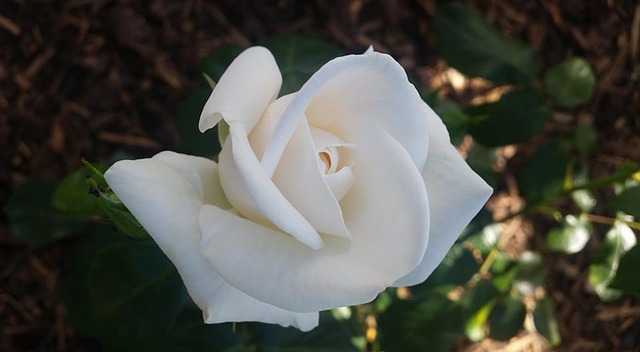 Rose Weiß Blüte - Kostenloses Foto auf Pixabay - Pixabay