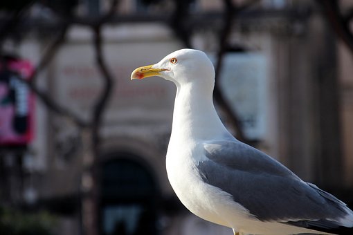 Free Seagull Bird photo and picture