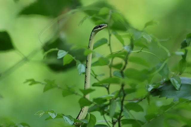 Free Snake Animal photo and picture