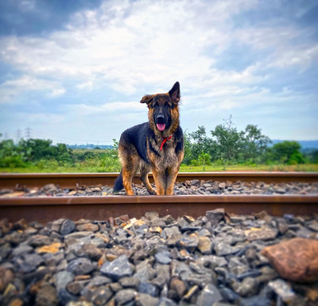 Perro, Pastor Alemán, Mascota, Canino