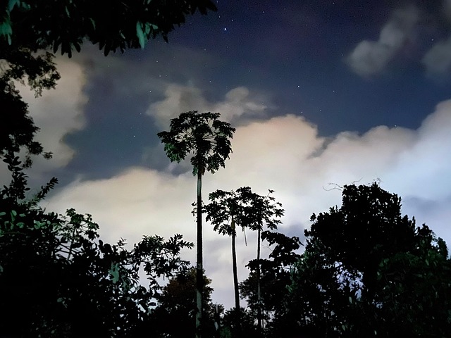 Árboles De La Noche, Nube De Noche