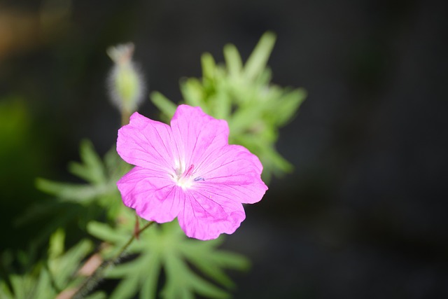 Free Bloody Cranesbill Flower photo and picture