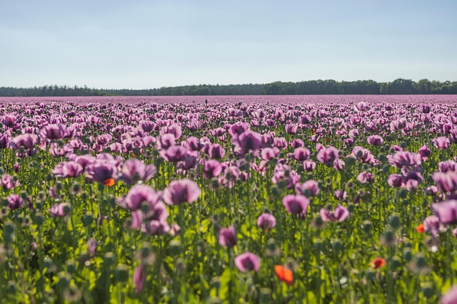 Pour Avoir Des Coquelicots Dans Le Jardin Comment Faire