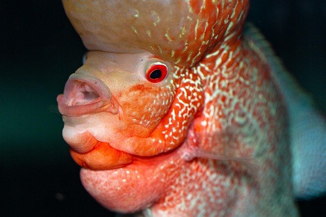 Honk Fish 10+ Free Horn Fish & Fish Images - Pixabay