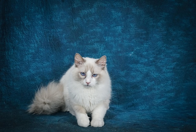 Ragdoll, Gato, Mascota, Animal