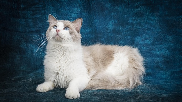 Ragdoll, Gato, Mascota, Animal