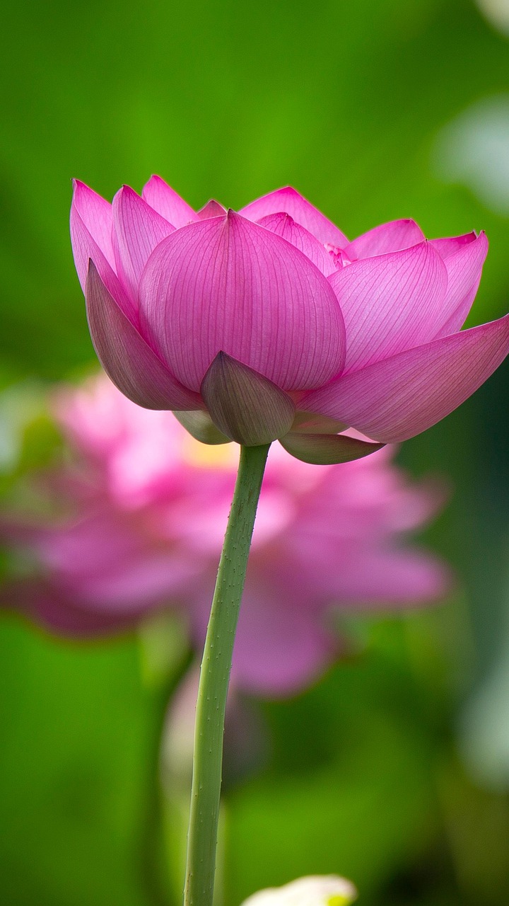 Lotus Flower Plant Pink Free photo on Pixabay Pixabay